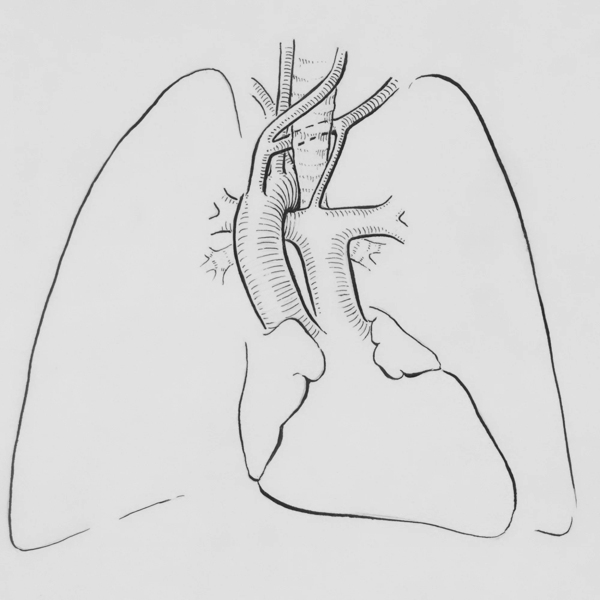 Lungs illustration